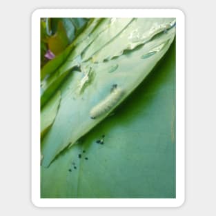 Caterpillar on Waterlily V2 Magnet
